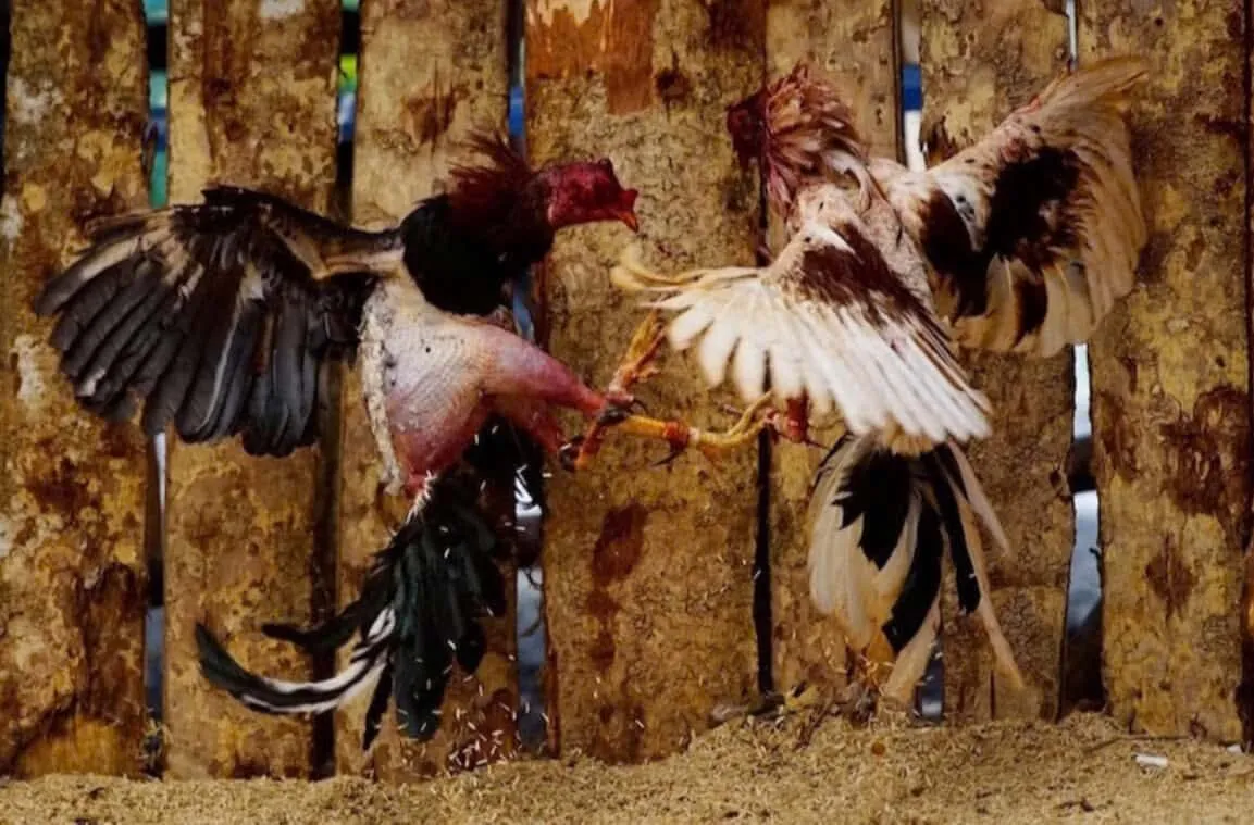 Một số dòng Đá Gà Chọi Cuba được cho là phổ biến nhất ở thị trường Việt Nam