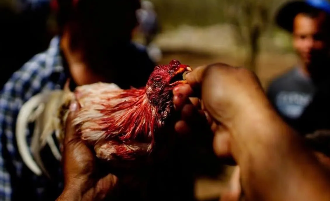 Dựa vào đâu mà giá giống Đá Gà Chọi Cuba được cập nhật cao đến thế